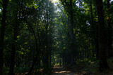 Fototapeta  - Sunlight entering through the canopy of a chestnut forest in autumn. Selective focus.