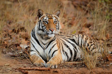 Bengal Tiger (Panthera Tigris Tigris) Resting In The Long Dry Grass In Bandhavgarh National Park In India