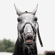 Funny emotions of gray sporthorse during washing