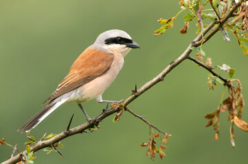 Naklejka na meble Male Red-backed shrike with the first light of dawn at his favorite watchtower in the breeding season