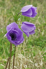 Poster - poppy anemone in blooming