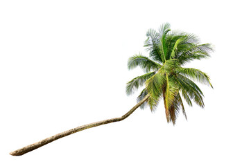 Leaning coconut palm tree isolated on white background.