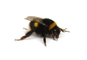 Canvas Print - Buff-tailed bumblebee, Bombus, isolated on white