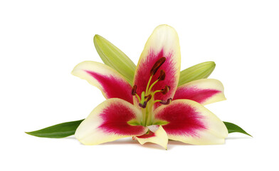   pink lilies with leaves on white