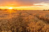 Fototapeta Na sufit - Scenic view at beautiful summer sunset in a wheaten shiny field with golden wheat and sun rays, deep blue cloudy sky, road and rows leading far away, valley landscape