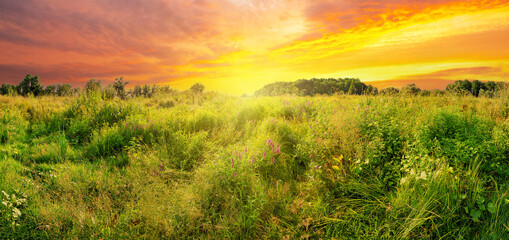 Wall Mural - meadow of wildflowers under dramatic sunset sky