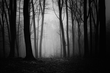 Wall Mural - dark forest at night, scary woods