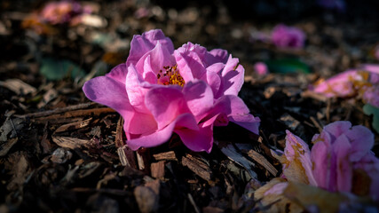 Wall Mural - Pink camellia flower on the ground