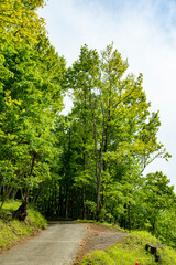 Wall Mural - path in the park