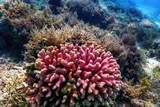 Fototapeta  - Hood coral, smooth cauliflower coral (Stylophora pistillata) Underwater