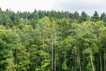 Poster - Geschädigte Bäume im Mischwald