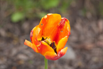 Wall Mural - Orange and Yellow Tulips growing in the sunshine