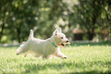 Little West Highland White Terrier On Morning Run In A Park