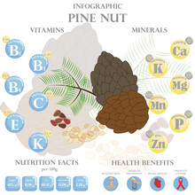 Health Benefits And Nutrition Facts Of Pine Nut Infographic Vector Illustration.