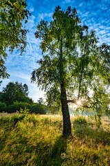 Canvas Print - ray of sunshine through the tree