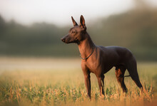 Dog With No Fur Named Xoloitzcuintle On Sunrise In A Park 