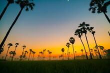 Silhouette Morning Sunrise Rice Plantation Field With Palm Tree