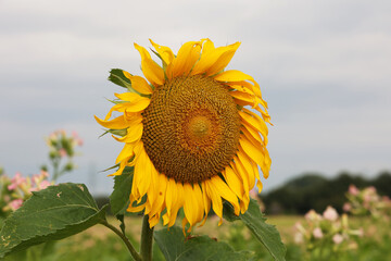 Wall Mural - Sunflowers on the background of a tobacco field