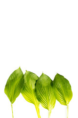 Wall Mural - Hosta leaves isolated on white in the form of a frame. Space for text. Copy space