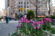 Purple Tulips at Herald Square during the Spring in Midtown Manhattan of New York City