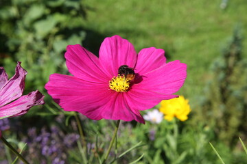 Wall Mural - Cosmos flower on a green background. Purple cosmos flower on a green background