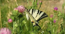 Panoramic View Of Machaon Butterfly On A Thistle Flower In The Wild