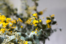 Australian Wattle Plant With Silver Leaves And Golden Blossoms