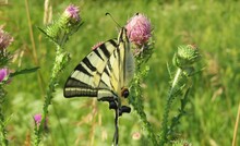 Beautiful Machaon Butterfly On Thistle Flower In The Meadow