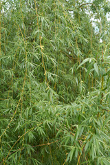 Wall Mural - Branches of Weeping willow in the garden. Photo taken on overcast day.