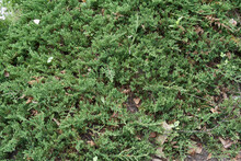 Juniperus Horizontalis 'Prince Of Wales' In The Garden.