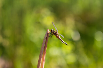 Poster - Dragonfly - Odonata with outstretched wings on a blade of grass. In the background is a beautiful bokeh created by an  lens.