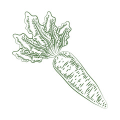 Wall Mural - fresh carrot vegetable