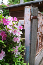 Vertical Shot Of Blooming Pink Rhododendron Flowers Near A Rusty Fence