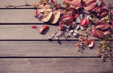 Wall Mural - red autumn leaves on old wooden background