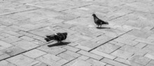 Two Pigeons Standing In The Square With The Stone Ground