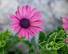 Closeup Shot Of A Pink African Daisy