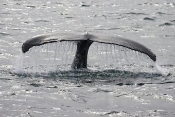 Sticker - High angle shot of a humpback whale tale in the ocean near Holmavik in Iceland