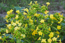 Yellow  Flowers Of Mirabilis Jalapa (four O'clock Flower) Blooming In The Evening