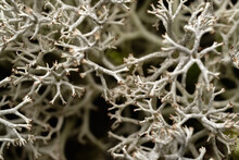Close-up Moss, Evernia Prunastri, Also Known As Oakmoss, Is A Lichen Species.