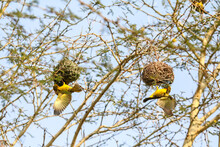 Male African Southern Masked Weaver Building Bird Nest