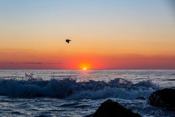 Wall Mural - A shore bird flies over waves crashing onto the beach at sunrise