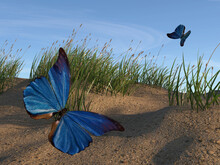 Illustration Of Two Blue And Black Butterflies Meeting Over A Sand Dune In The Late Afternoon Light.