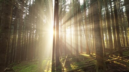 Fototapete - Magical sunbeams fairytale forest with firefly animation background.