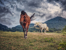 Closeup Shot Of Brown And White Horses On The Forested Hill Under A Cloudy Sky
