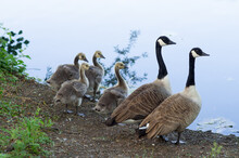 Goose Family - Two Adults And Four Goslings Or Chicks Near Water
