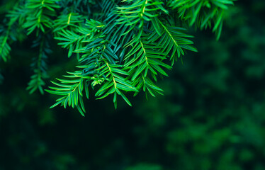  Pine tree forest background. Fir tree botanical wallpaper. Close up, soft focus of  green cone tree needles background.
