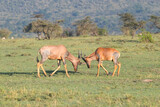 Fototapeta Sawanna - Antelope Play Fighting