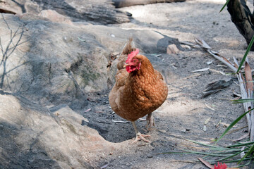 Wall Mural - the rooster is looking for food