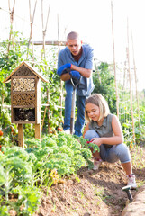 Wall Mural - Little girl with trowel hilling kales in kitchen garden. Her father with shovel standing and observing.