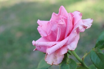 Beautiful of pink rose flowers tropical with green leaves